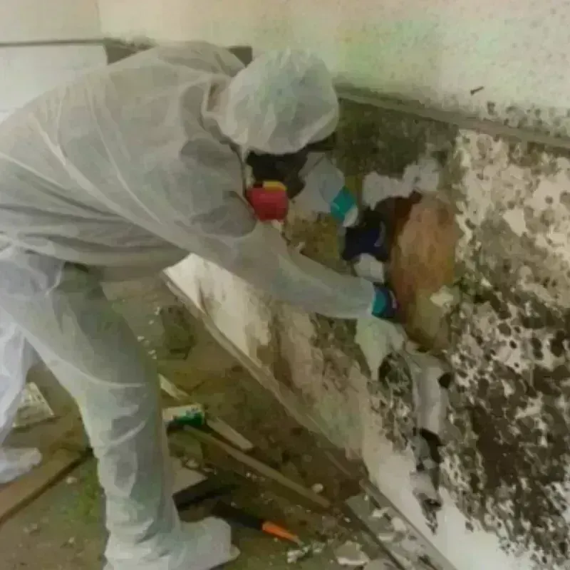 Mold Remediation and Removal in Wixom, MI